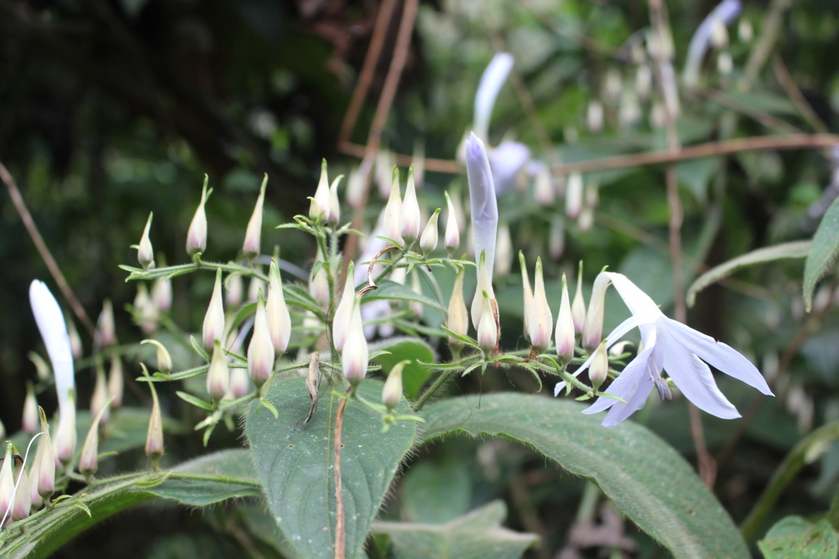 Barleria vestita T.Anderson